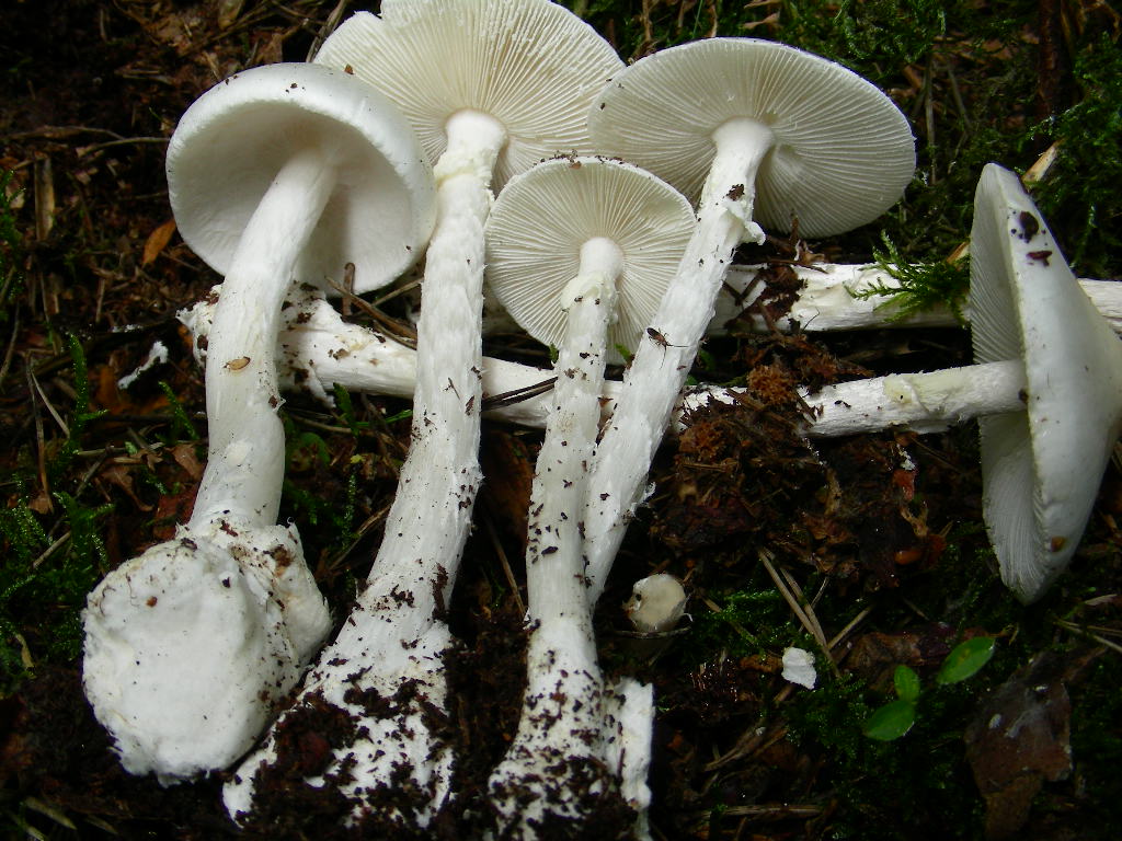 Amanita virosa (Lamark) Bertillon